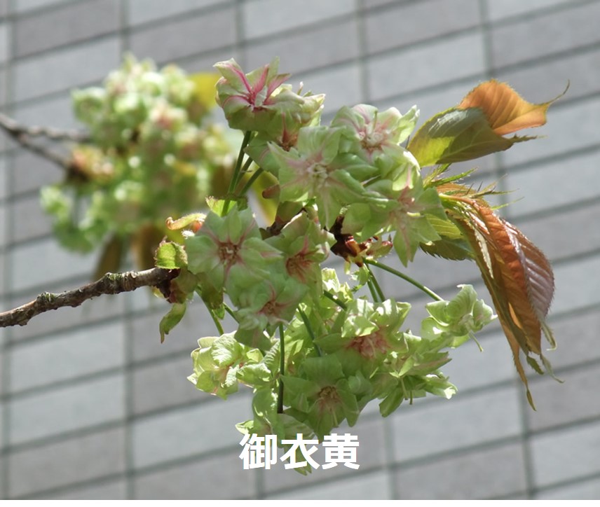 桜樹会イメージ